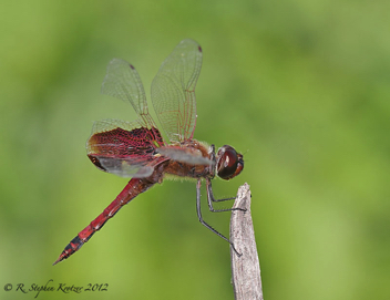 Tramea carolina, male